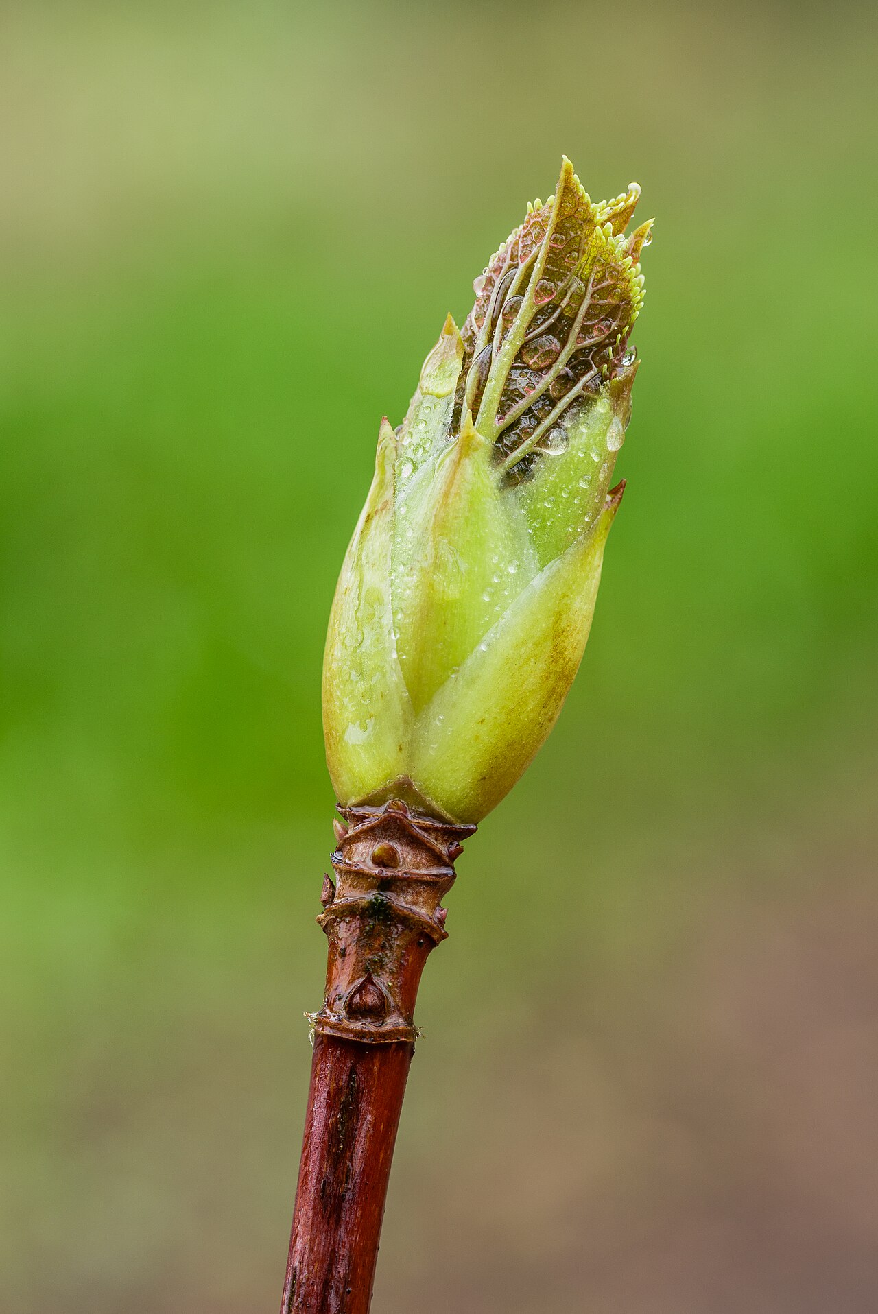 Kletterhortensie (Hydrangea petiolaris)