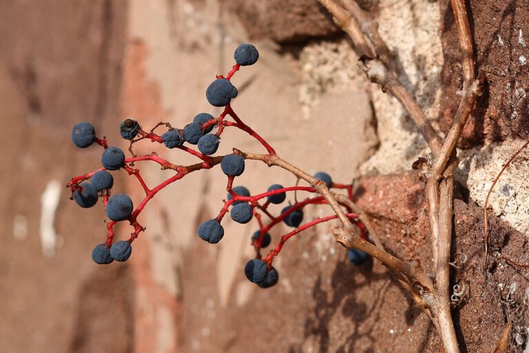 Wilder Wein (Parthenocissus)