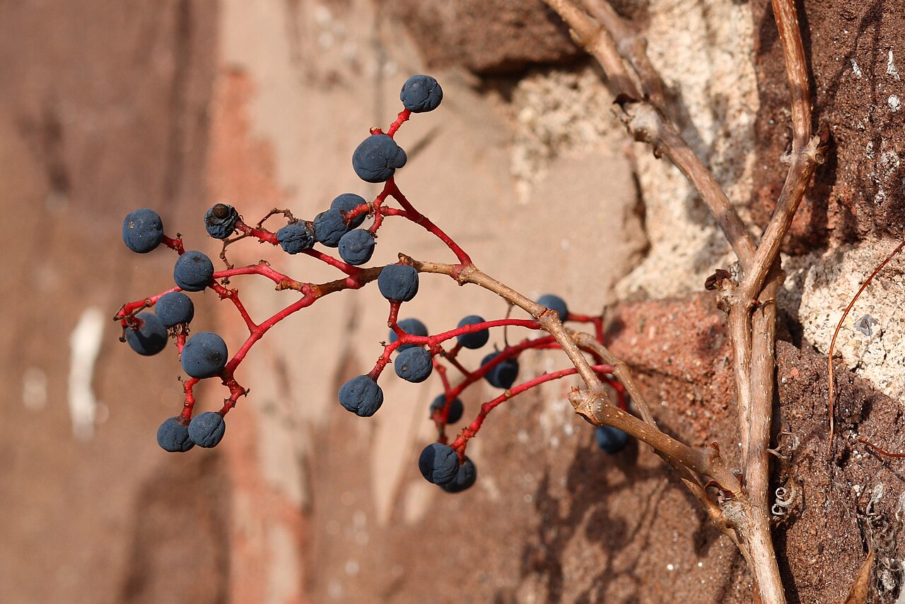 Wilder Wein (Parthenocissus)