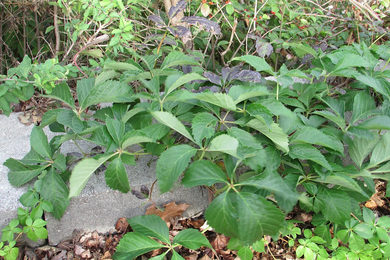 Wilder Wein (Parthenocissus)