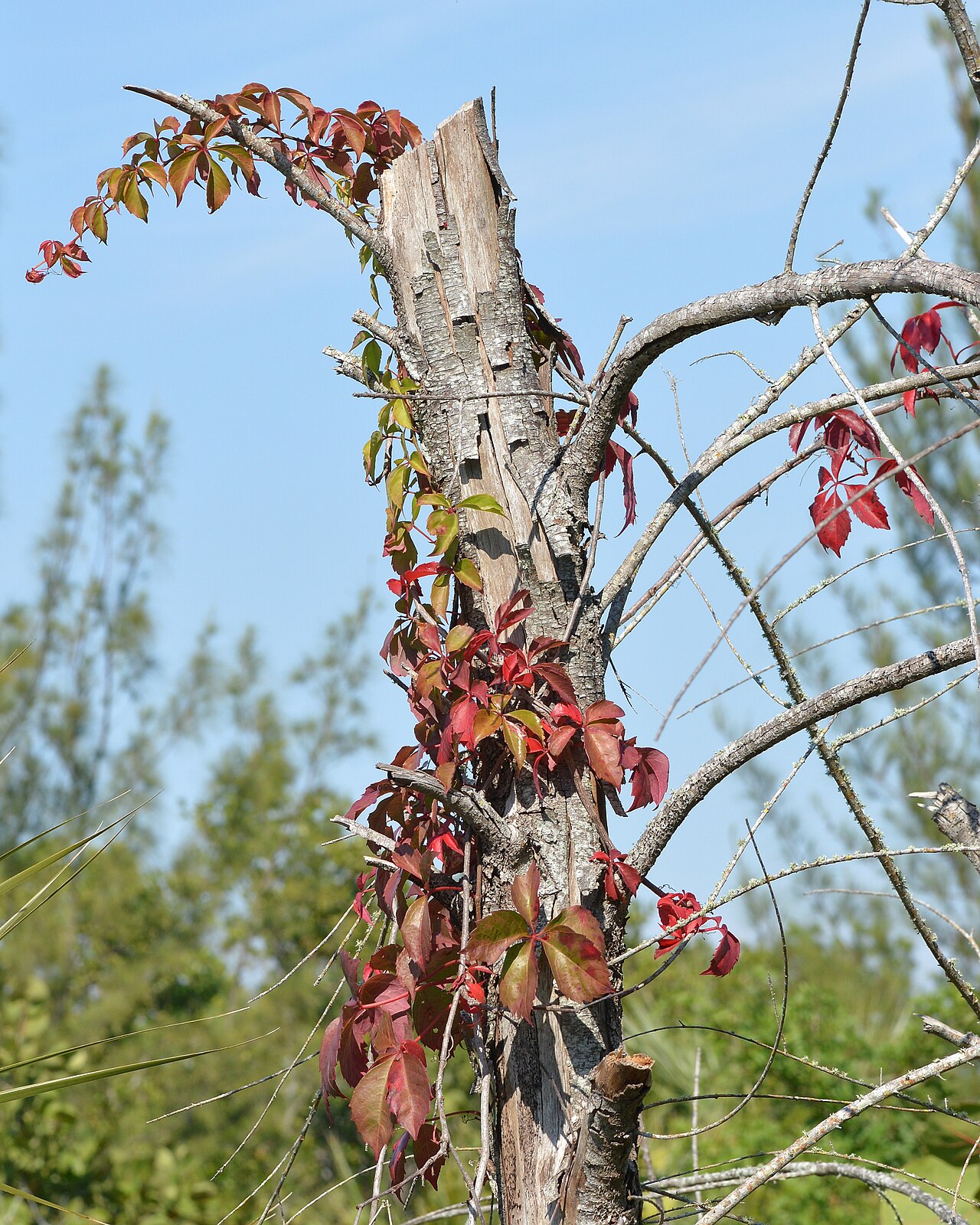 Wilder Wein (Parthenocissus)