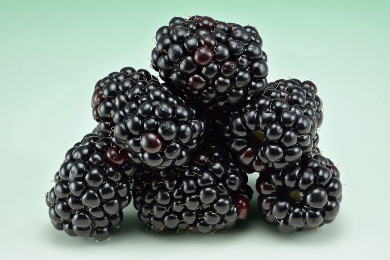 Brombeere (Rubus fruticosus)
