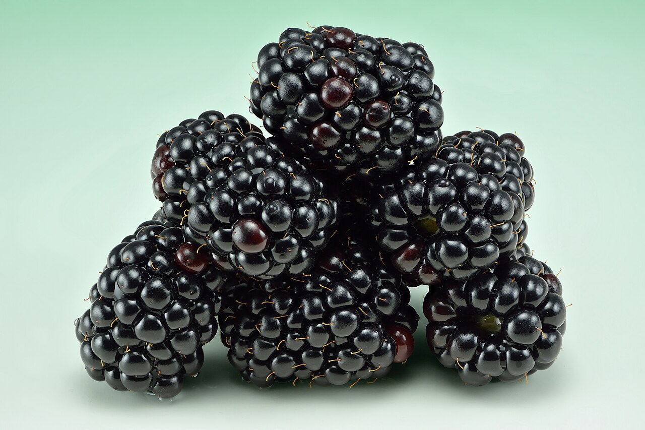 Brombeere (Rubus fruticosus)