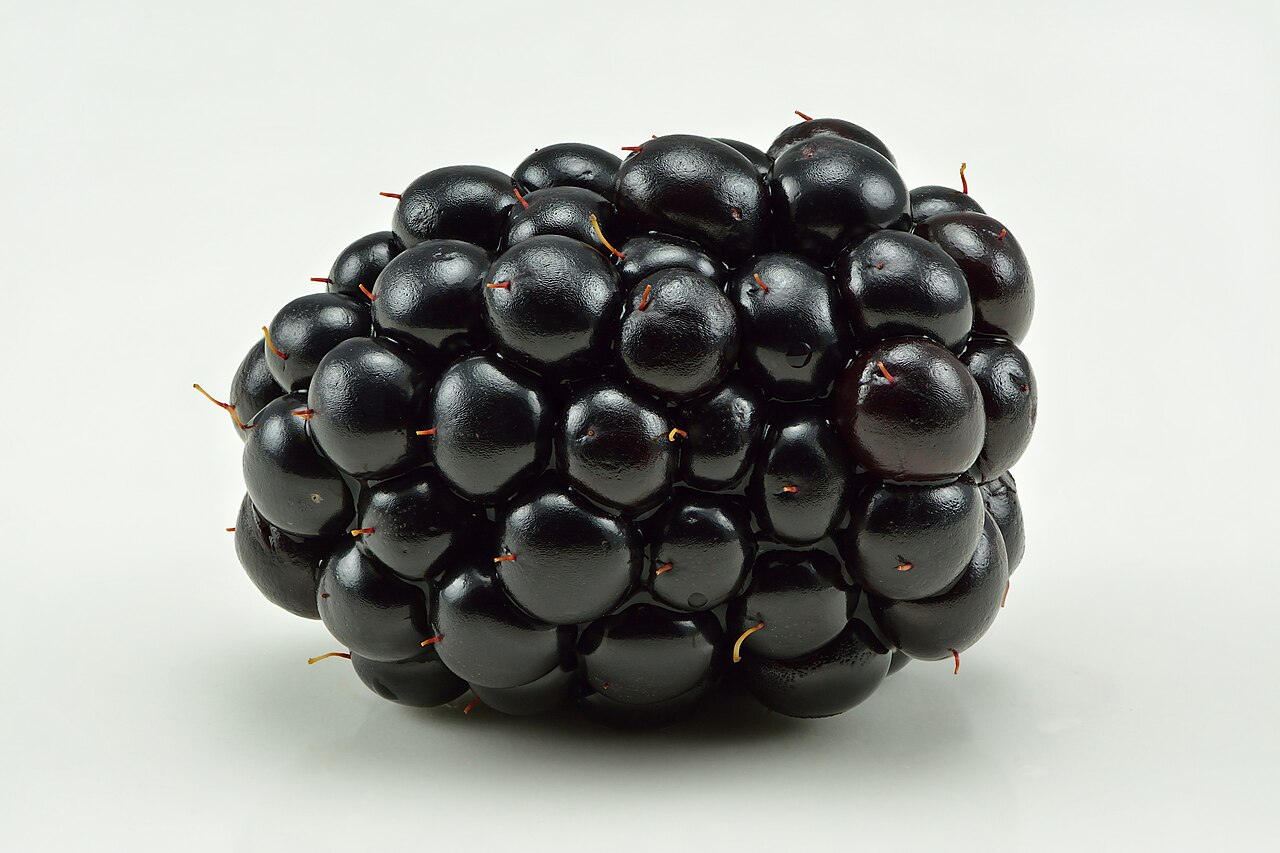 Brombeere (Rubus fruticosus)