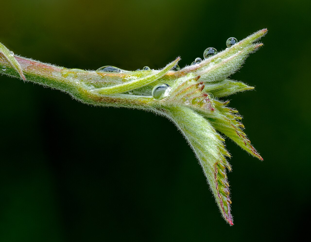 Brombeere (Rubus fruticosus)