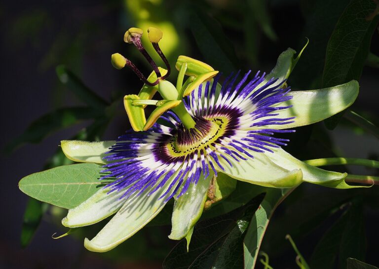 Passionsblume (Passiflora caerulea)