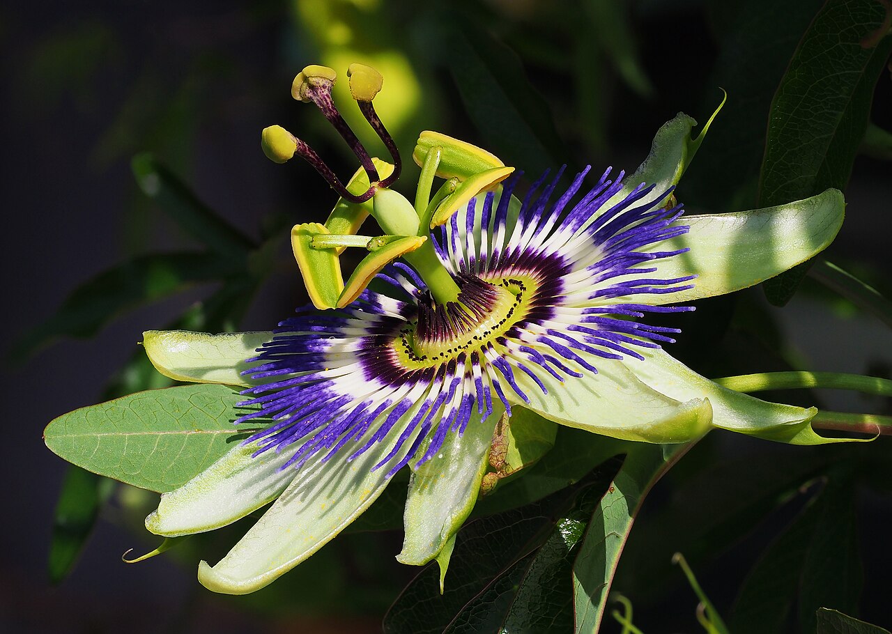 Passionsblume (Passiflora caerulea)