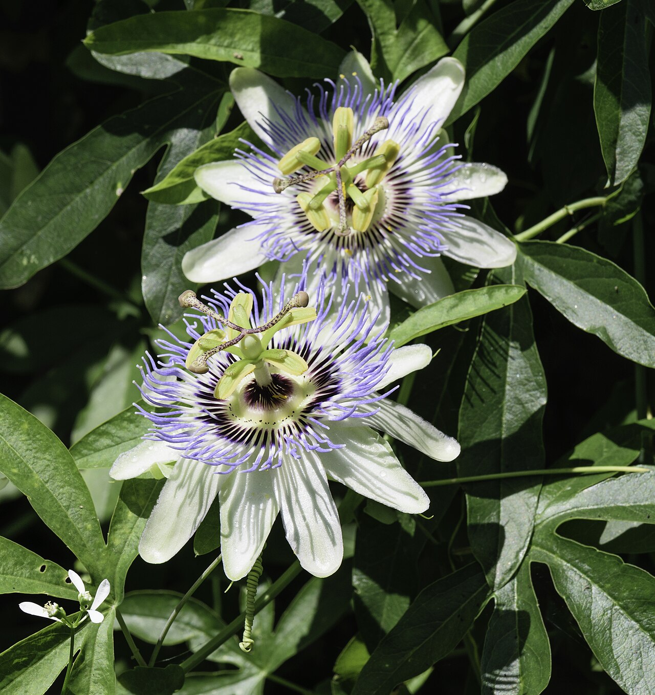 Passionsblume (Passiflora caerulea)