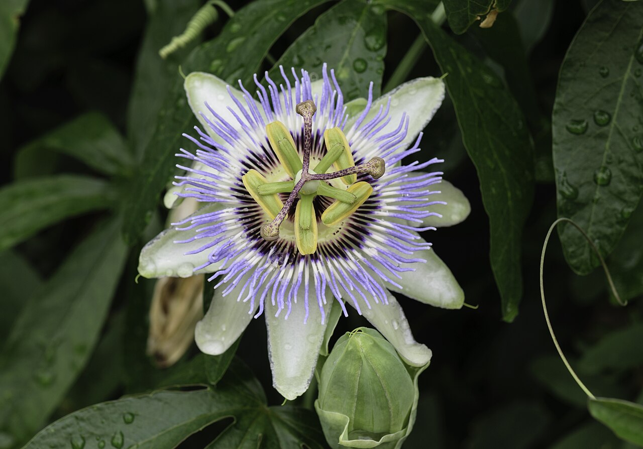 Passionsblume (Passiflora caerulea)