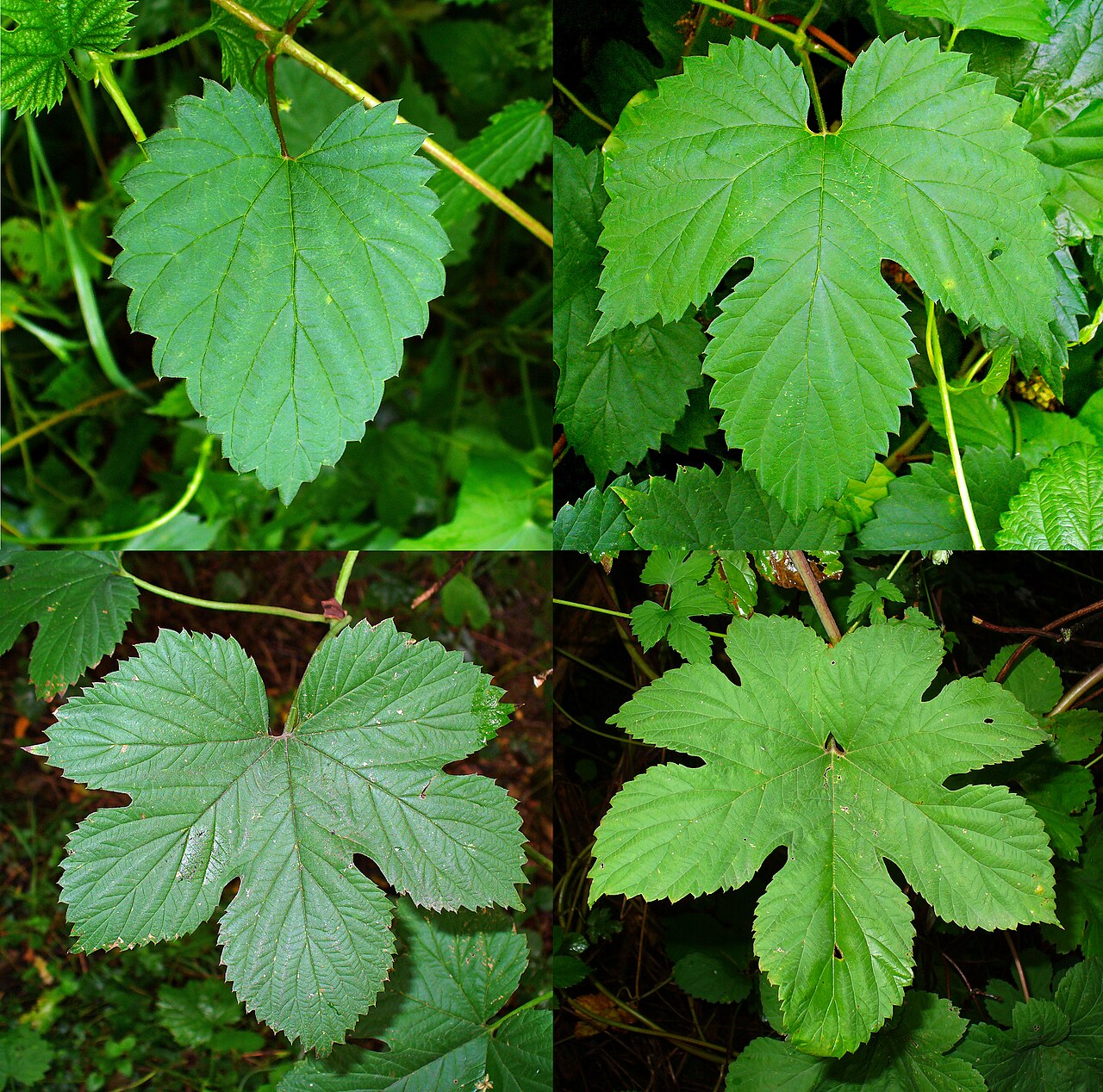 Hopfen (Humulus lupulus)
