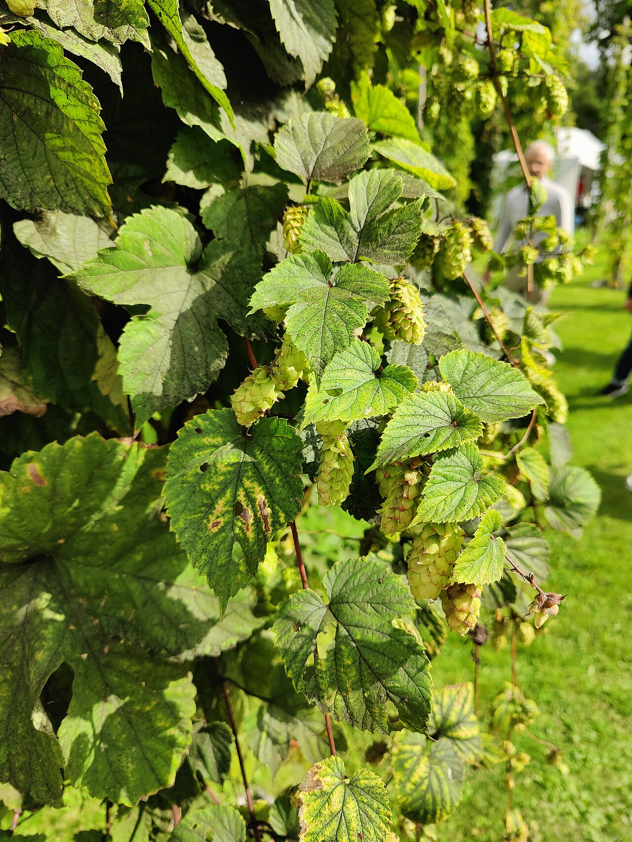 Hopfen (Humulus lupulus)