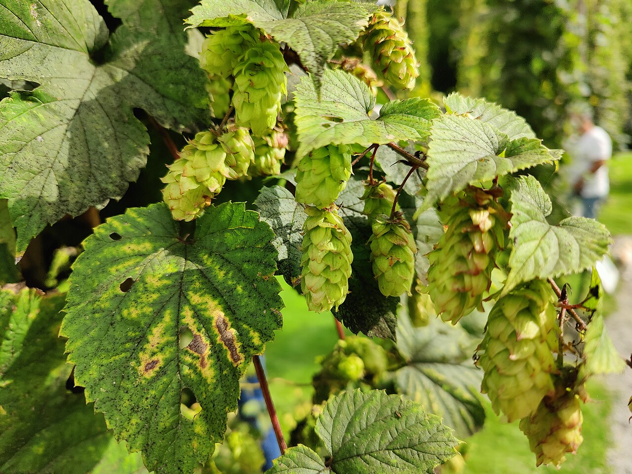Hopfen (Humulus lupulus)