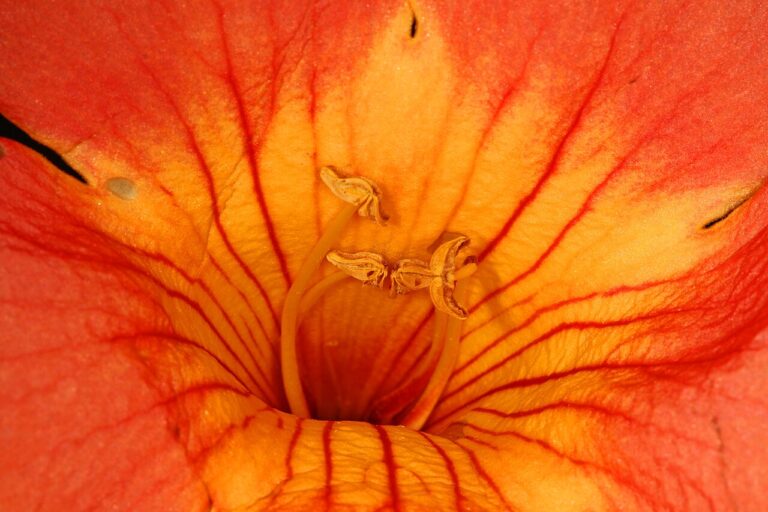 Trompetenblume (Campsis radicans)