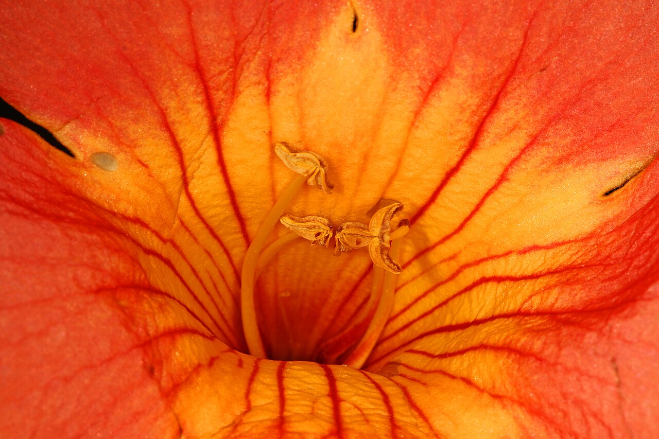 Trompetenblume (Campsis radicans)
