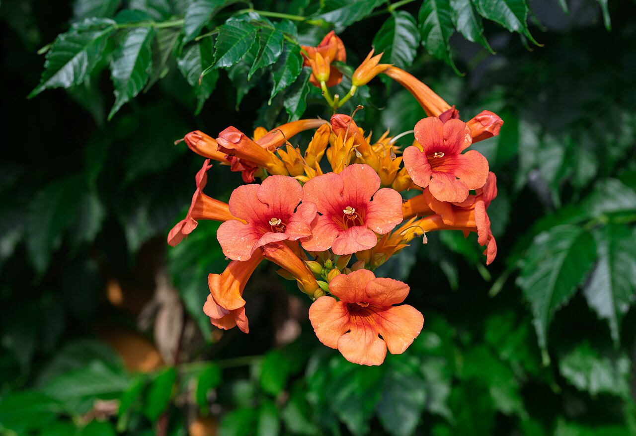 Trompetenblume (Campsis radicans)