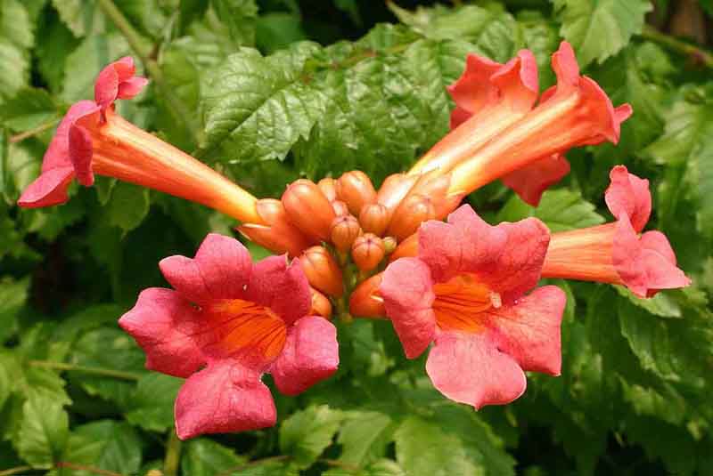 Trompetenblume (Campsis radicans)