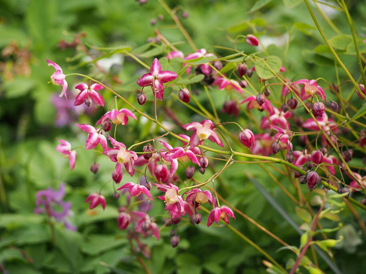 Elfenblume (Epimedium)