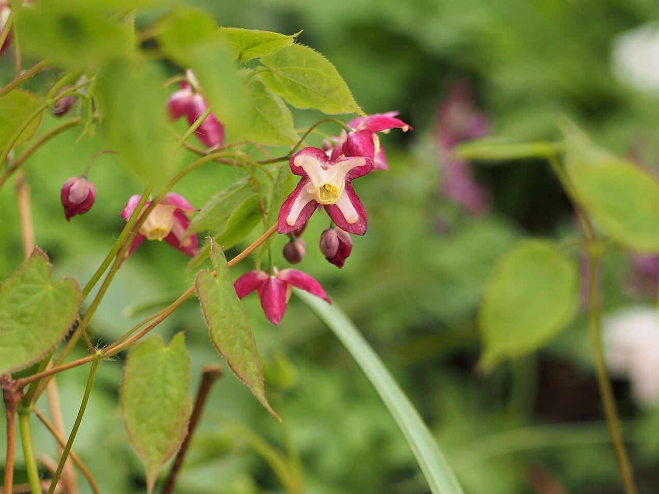 Elfenblume (Epimedium)