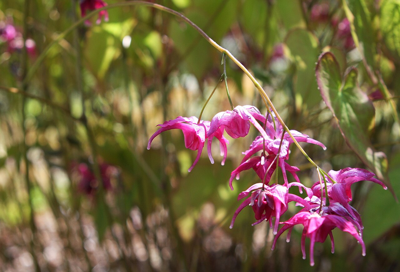 Elfenblume (Epimedium)