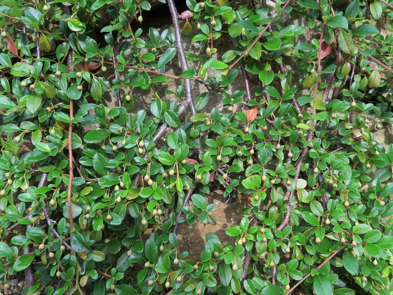 Teppichmispel (Cotoneaster dammeri)