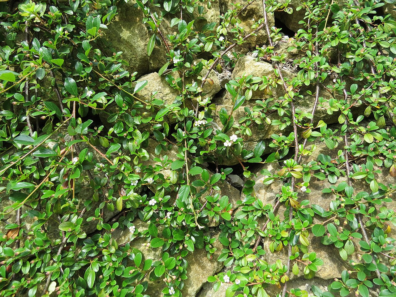 Teppichmispel (Cotoneaster dammeri)