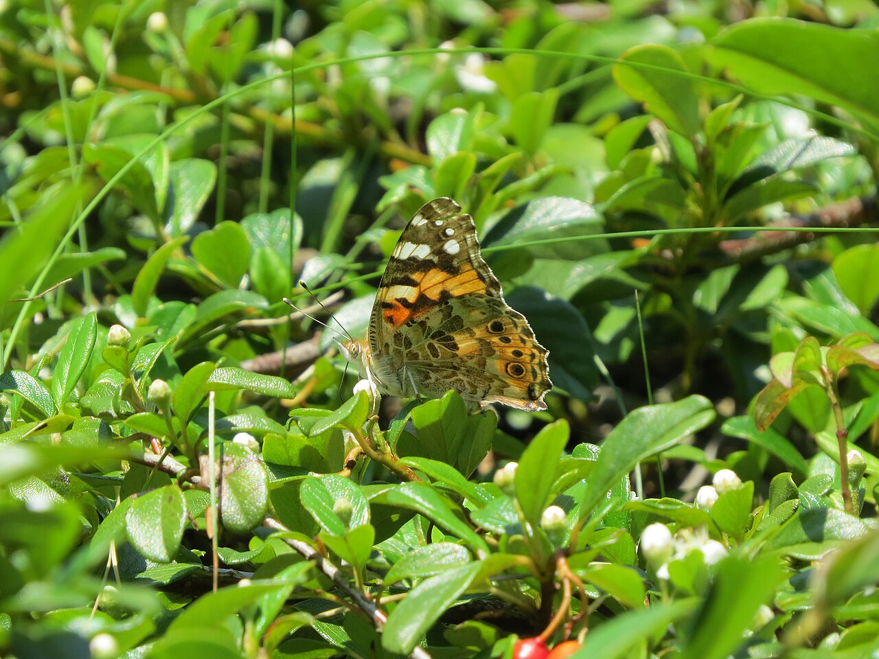 Teppichmispel (Cotoneaster dammeri)