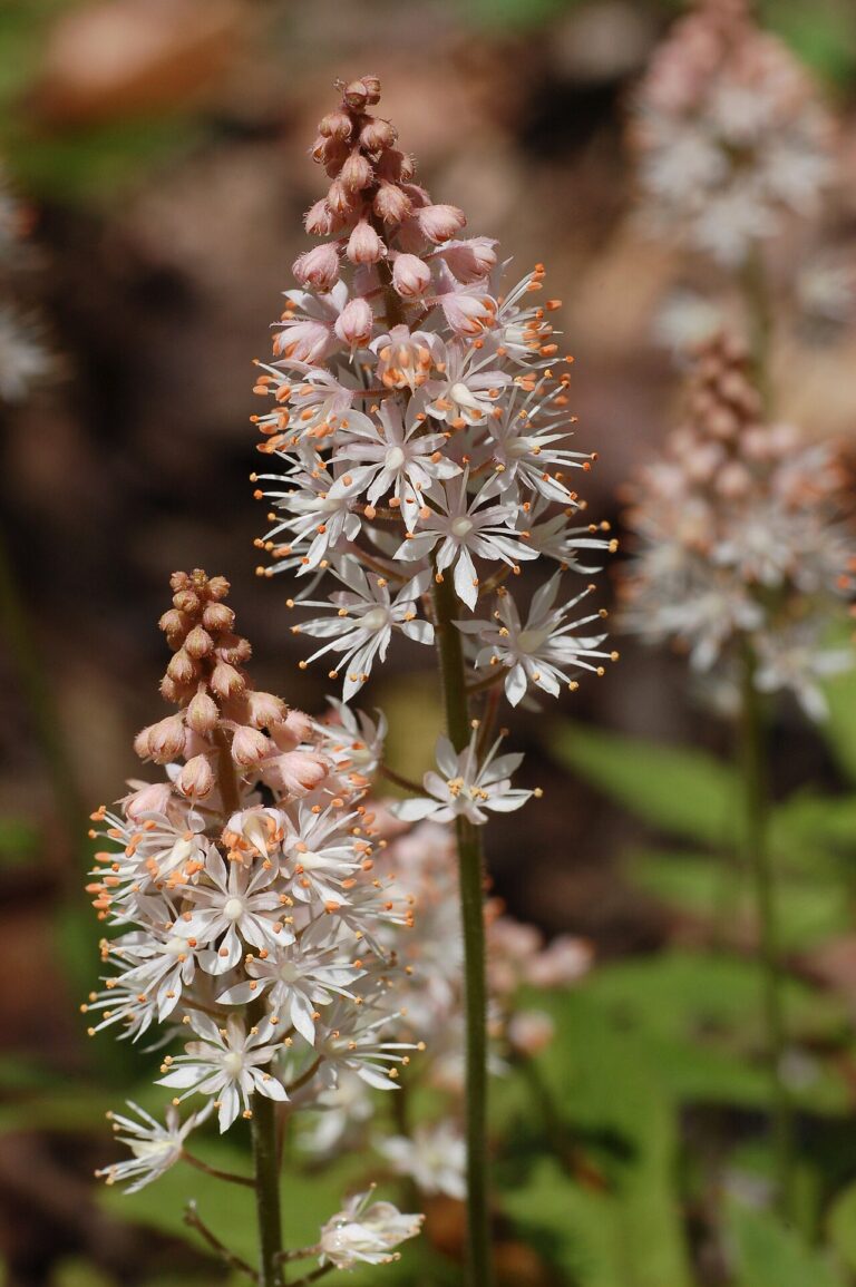 Schaumblüte (Tiarella cordifolia)
