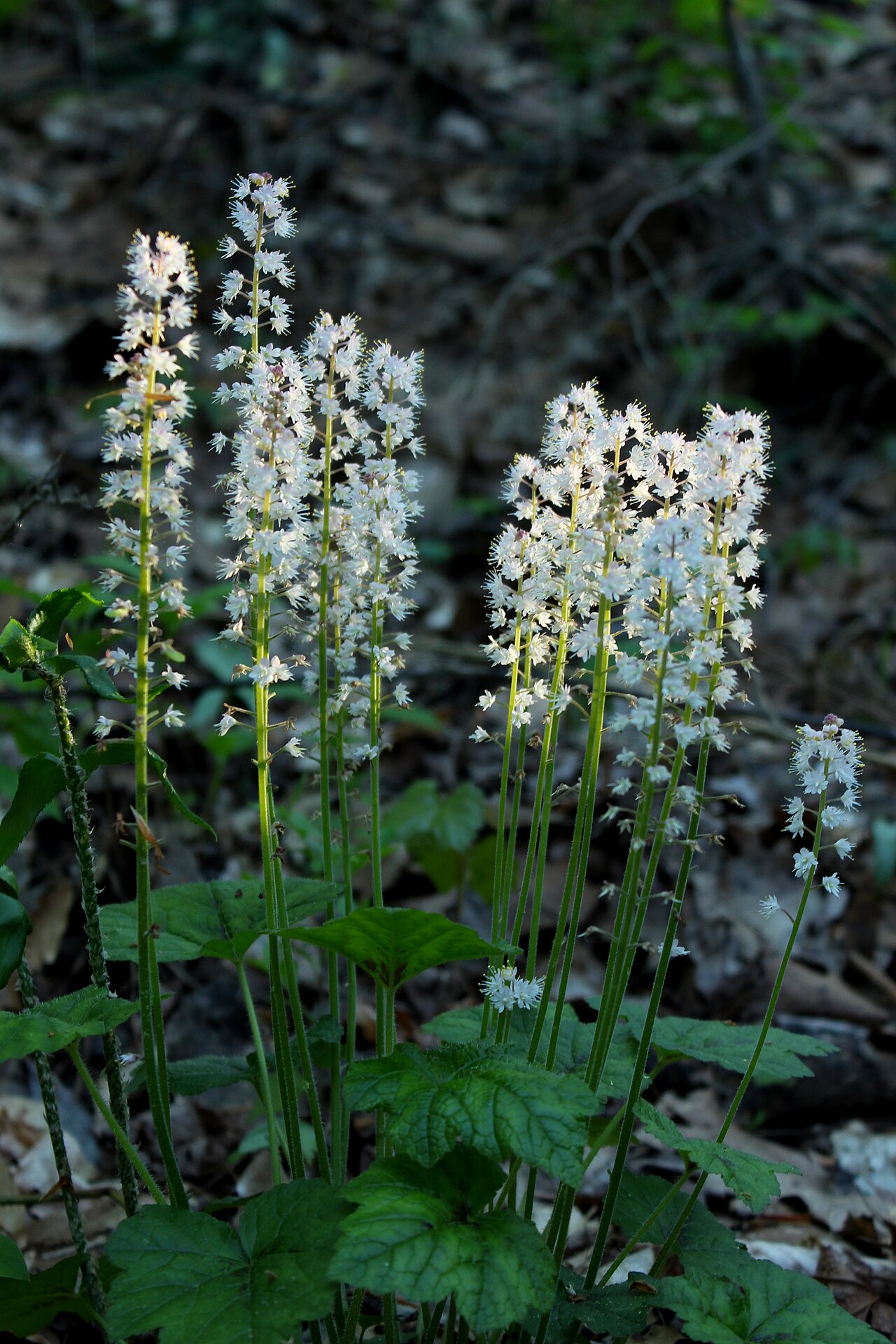 Schaumblüte (Tiarella cordifolia)