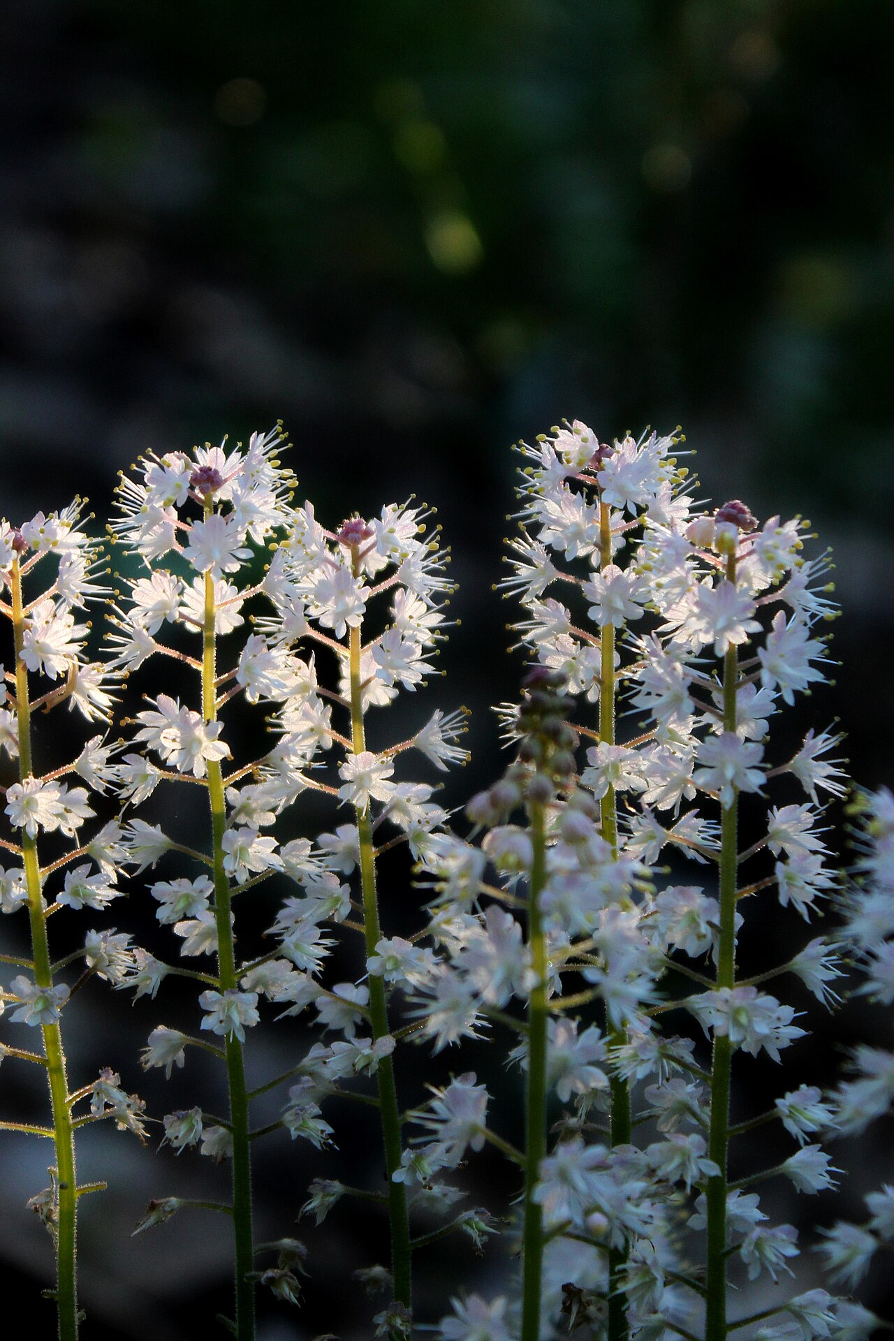 Schaumblüte (Tiarella cordifolia)