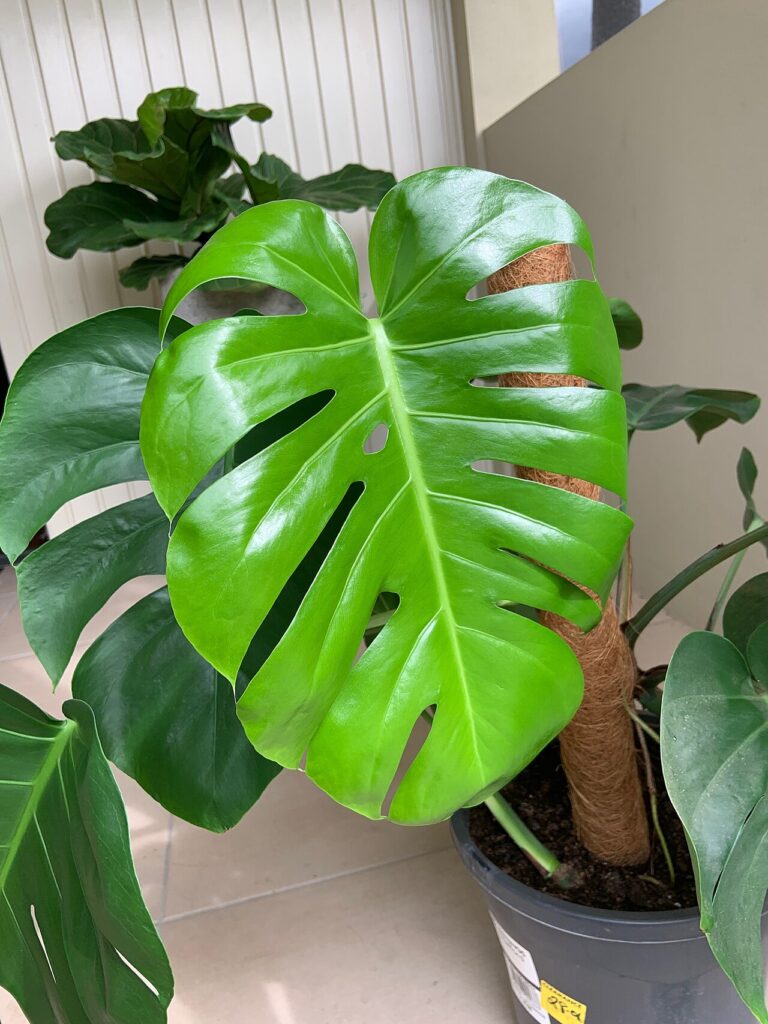 Monstera deliciosa