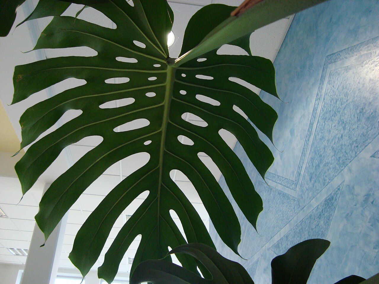 Monstera deliciosa