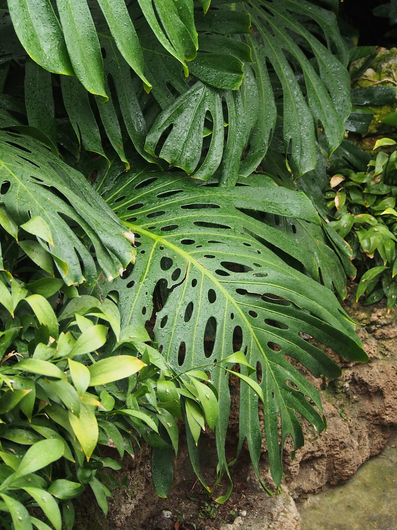 Monstera deliciosa