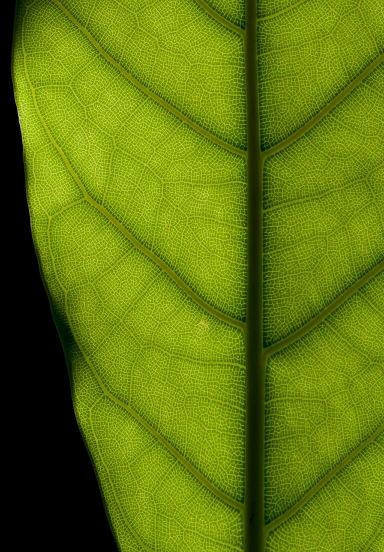 Gummibaum (Ficus elastica)