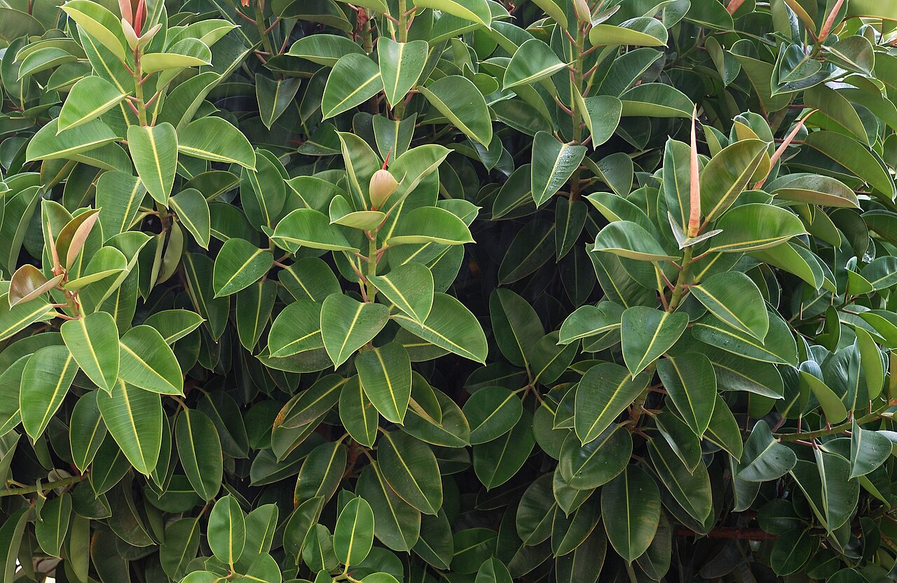 Gummibaum (Ficus elastica)