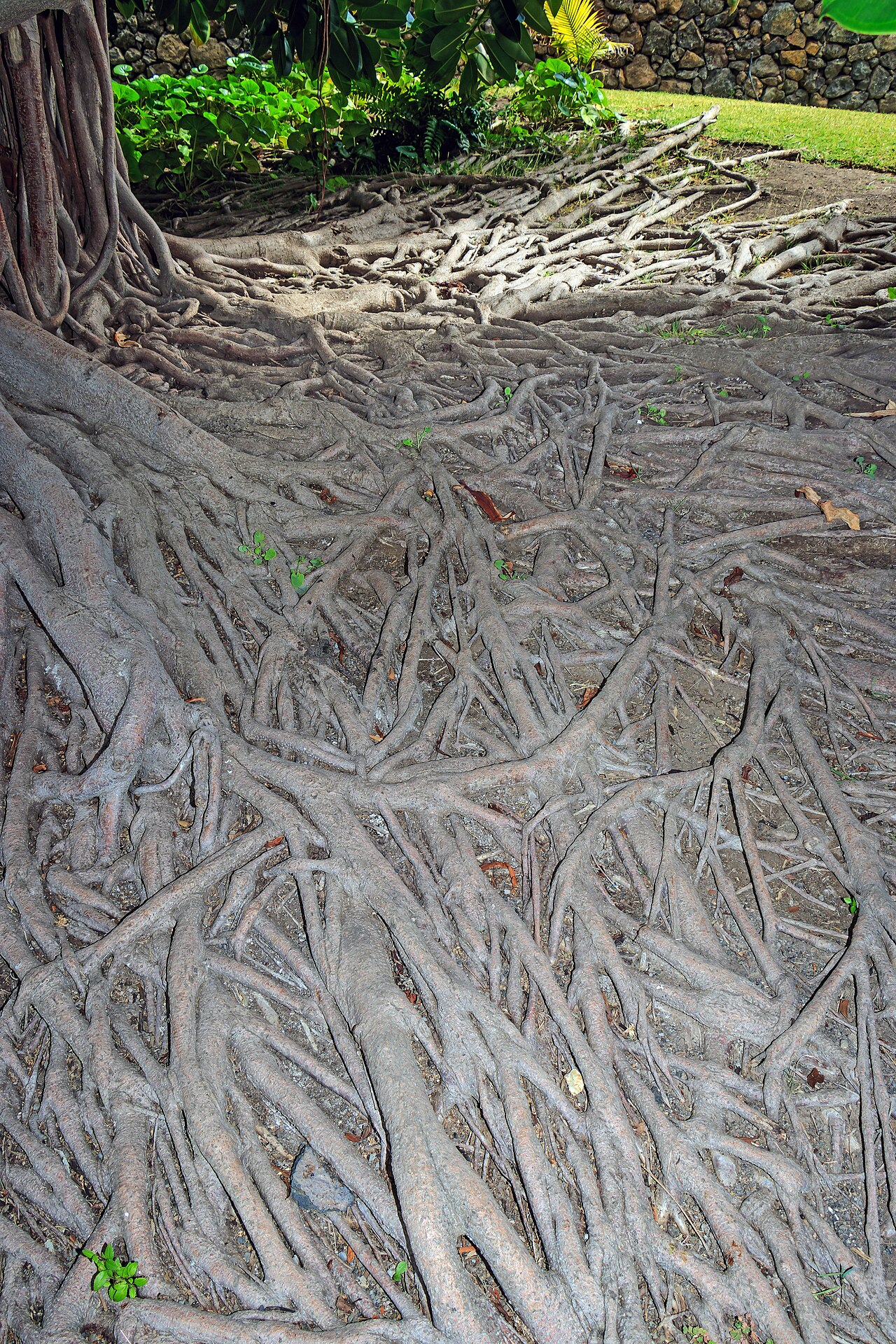 Gummibaum (Ficus elastica)