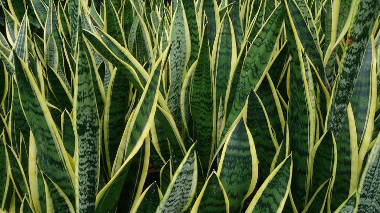 Bogenhanf (Sansevieria)