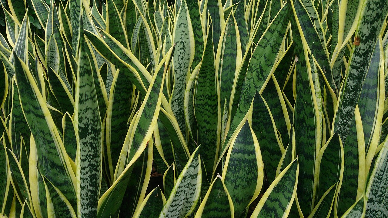 Bogenhanf (Sansevieria)