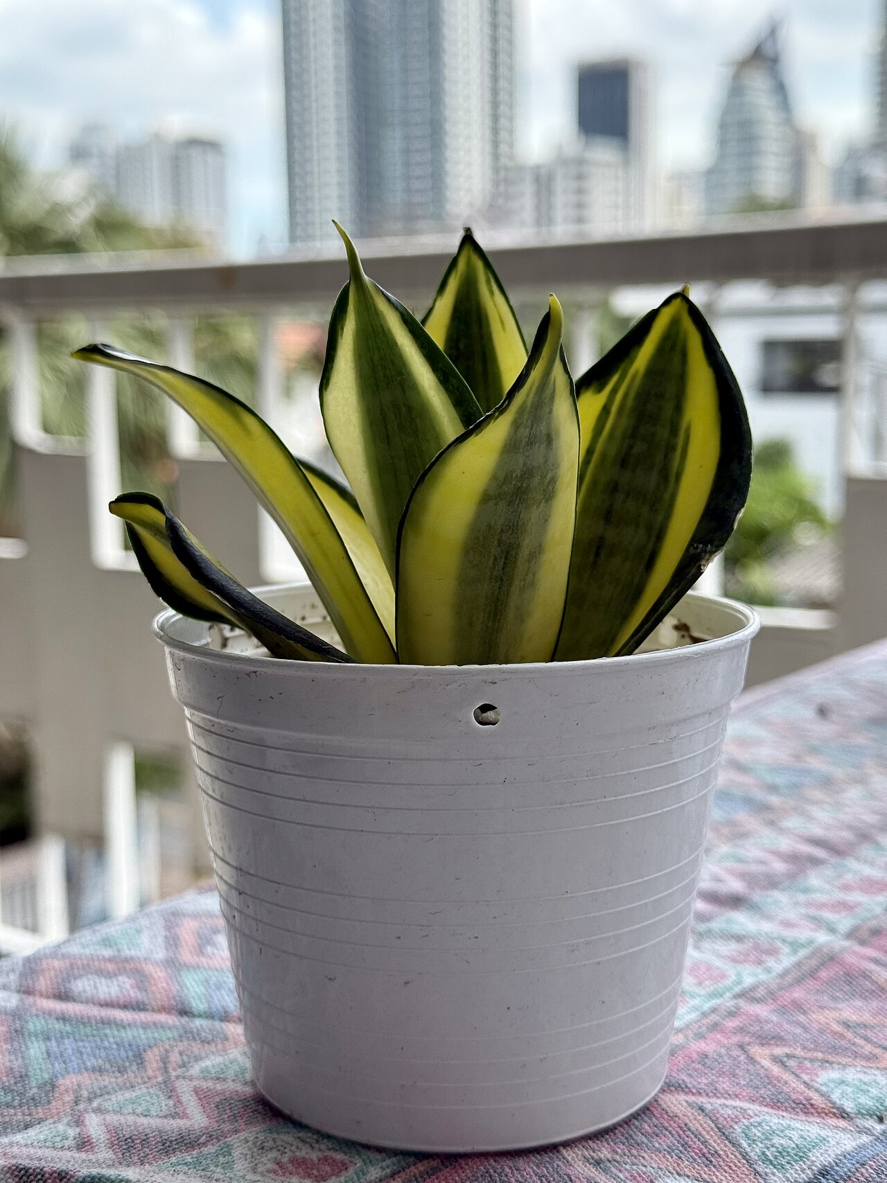 Bogenhanf (Sansevieria)