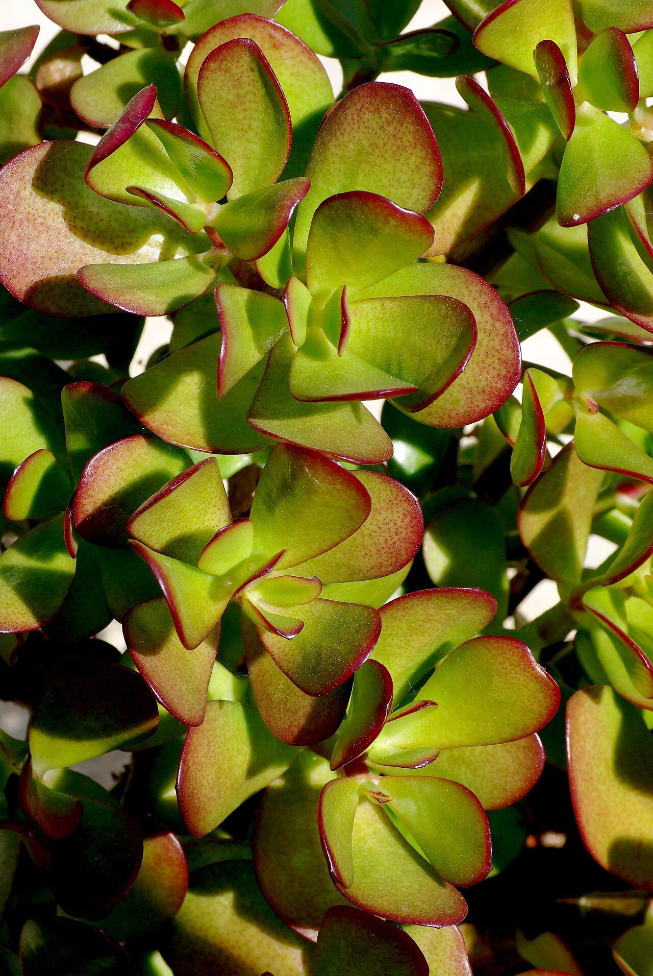 Geldbaum (Crassula ovata)