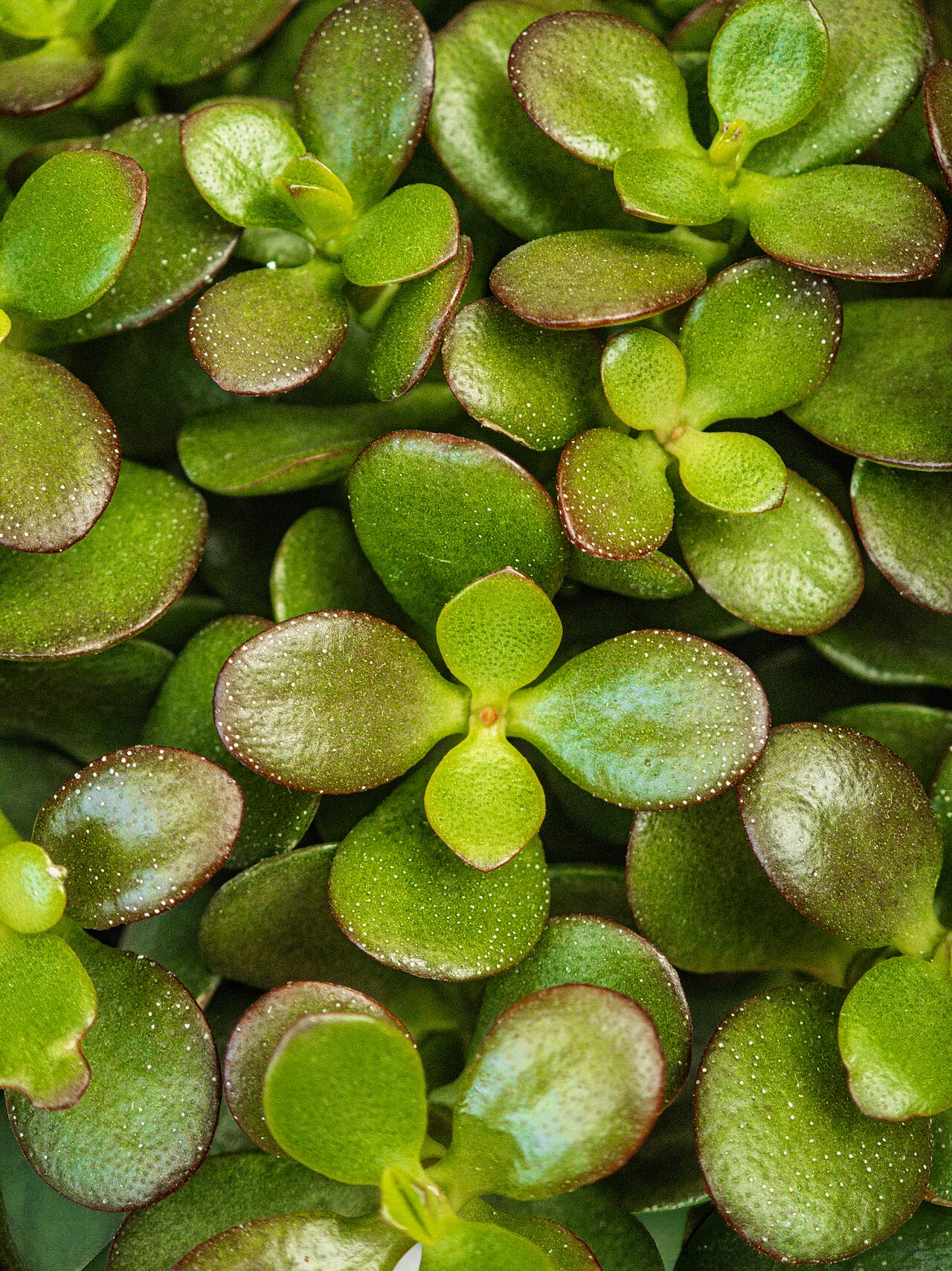 Geldbaum (Crassula ovata)