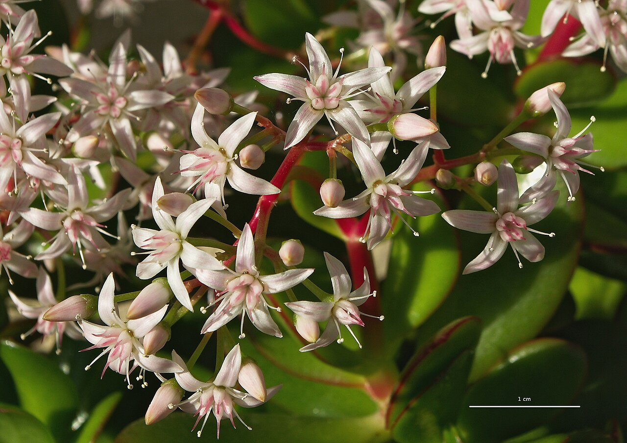 Geldbaum (Crassula ovata)