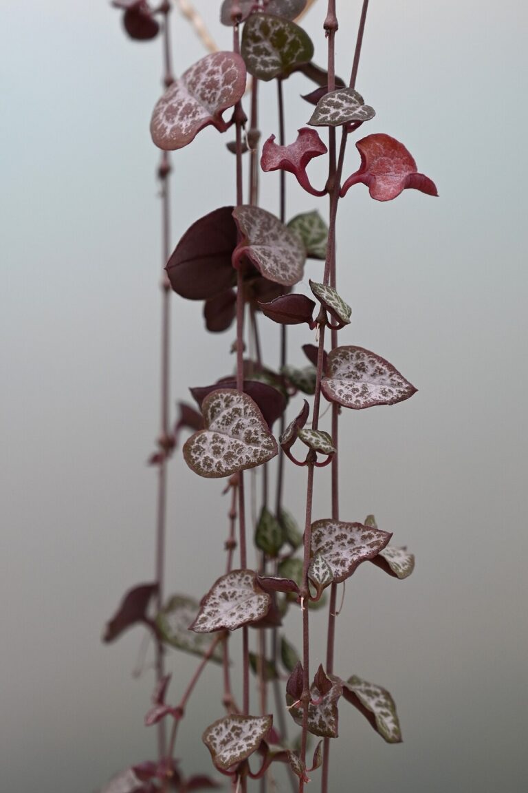 Leuchterblume (Ceropegia woodii)