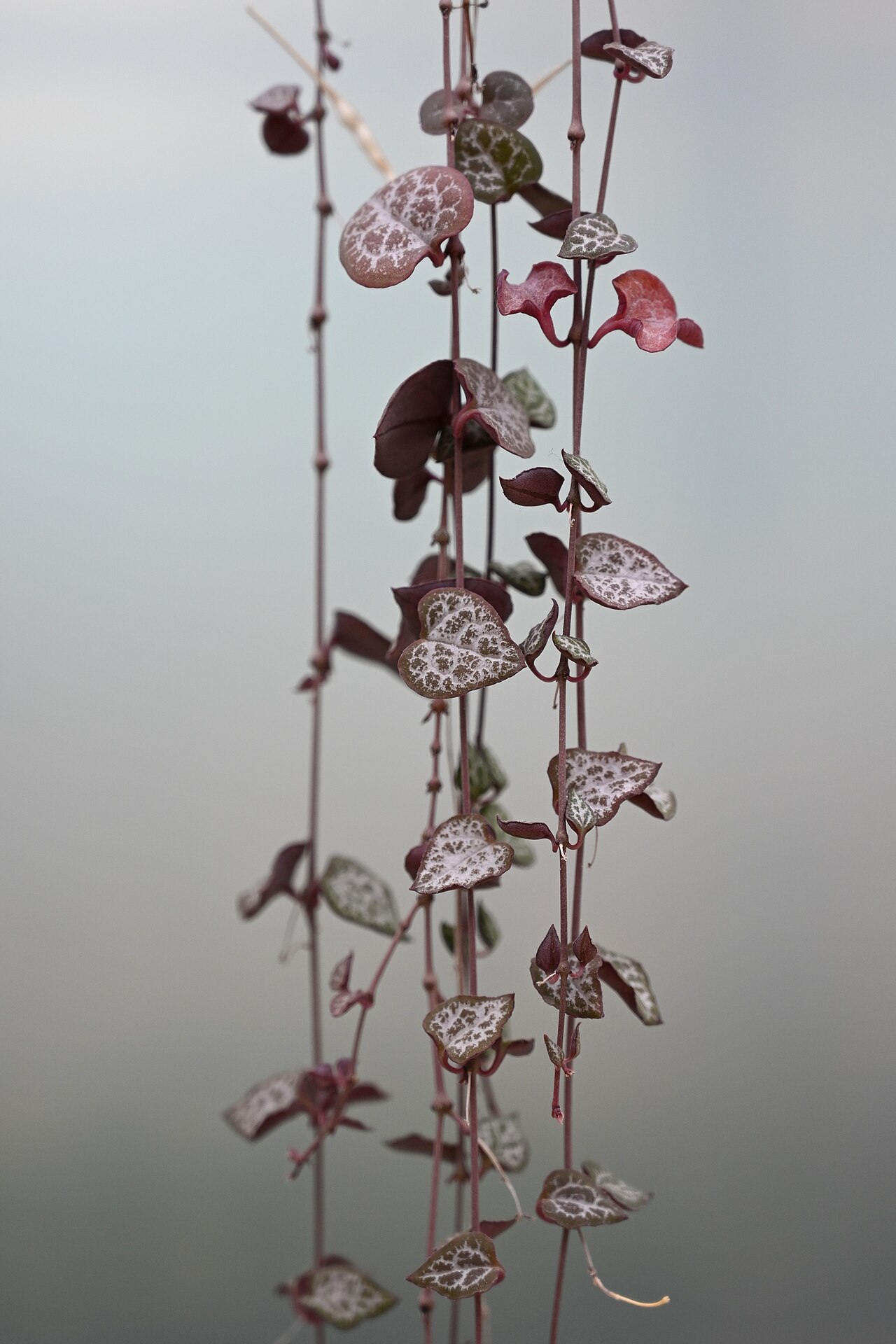 Leuchterblume (Ceropegia woodii)