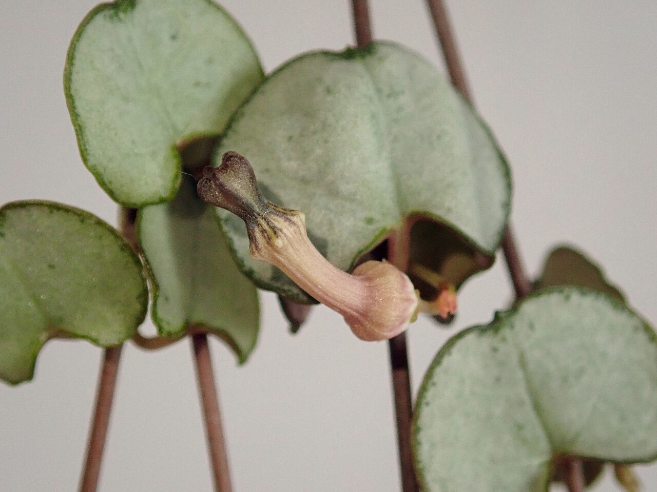Leuchterblume (Ceropegia woodii)