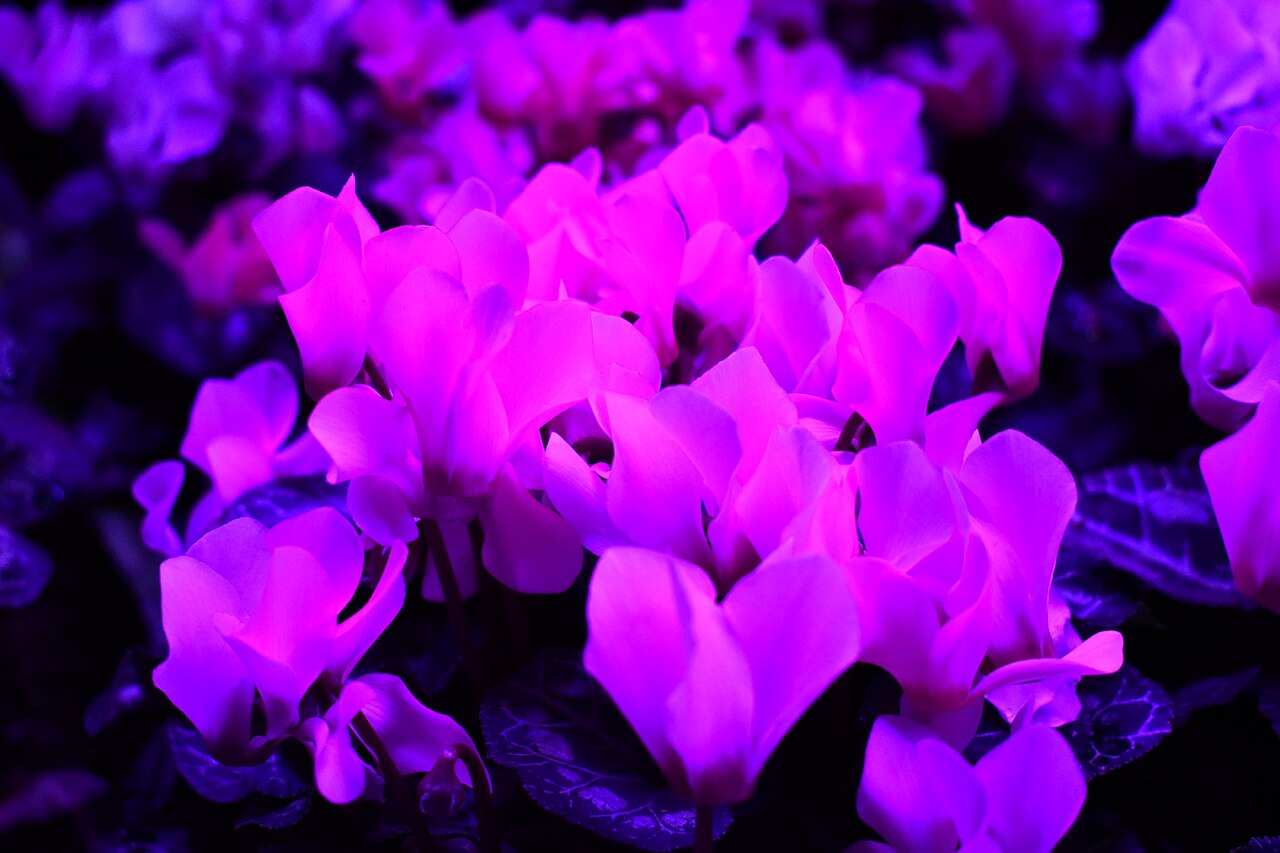 LED Grow Light für die Anzucht