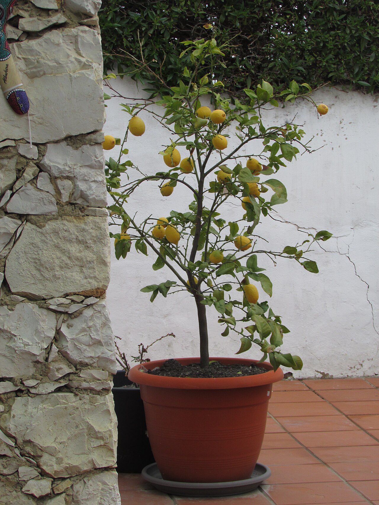 Zitronenbaum im Kübel