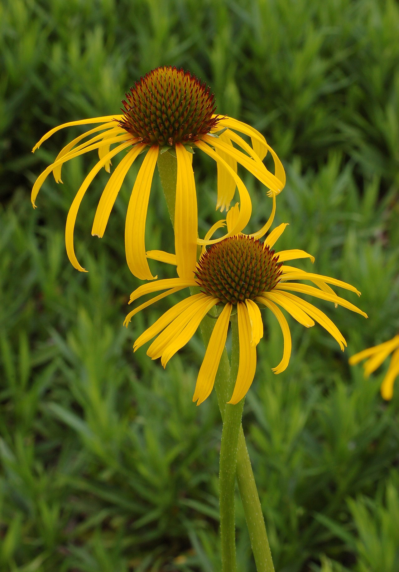 Sonnenhut (Echinacea)