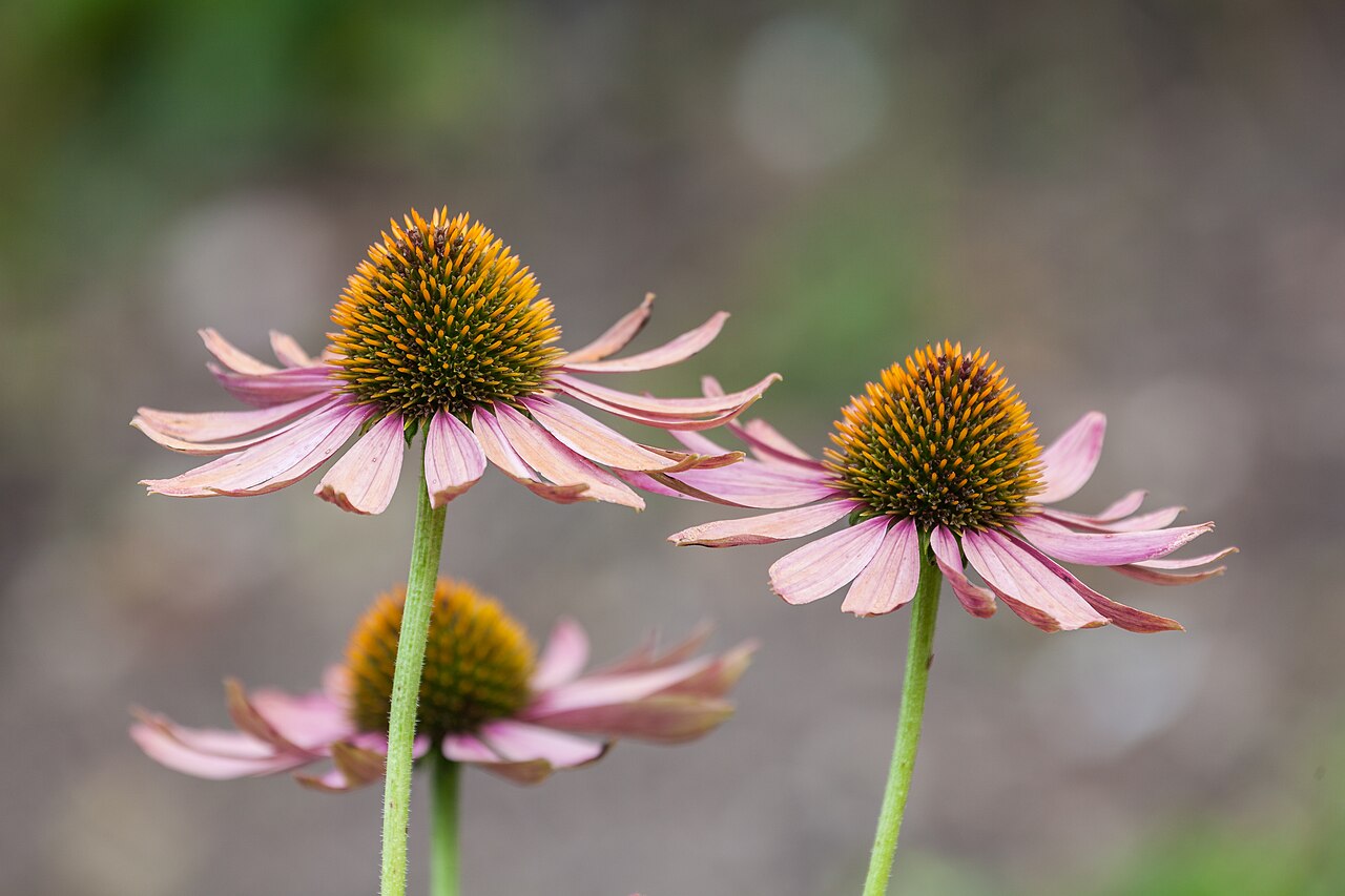 Sonnenhut (Echinacea)