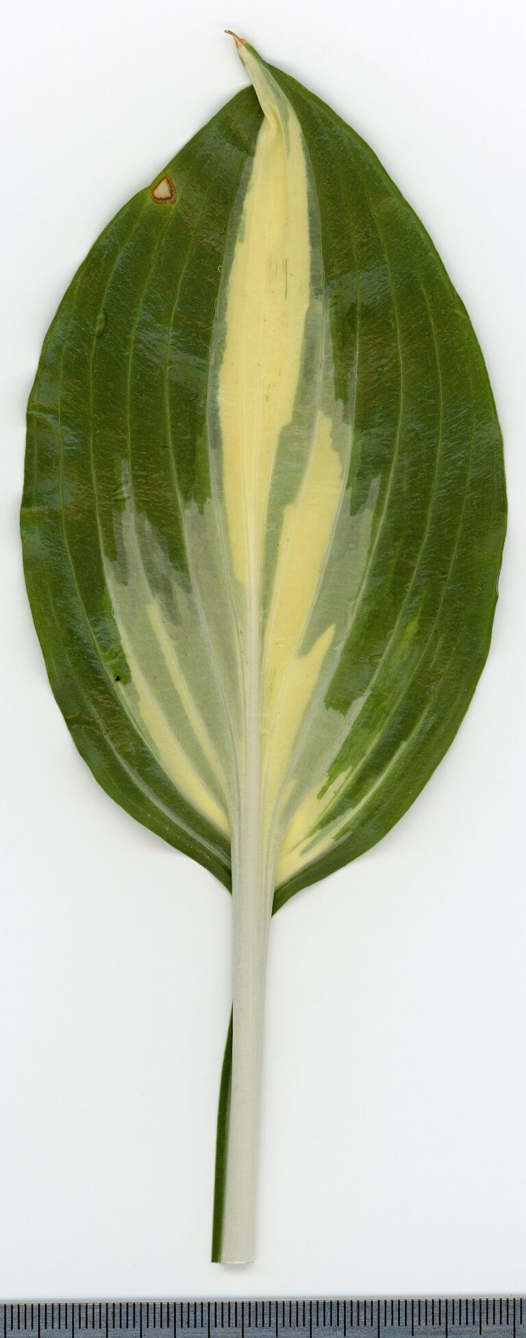 Funkie (Hosta)