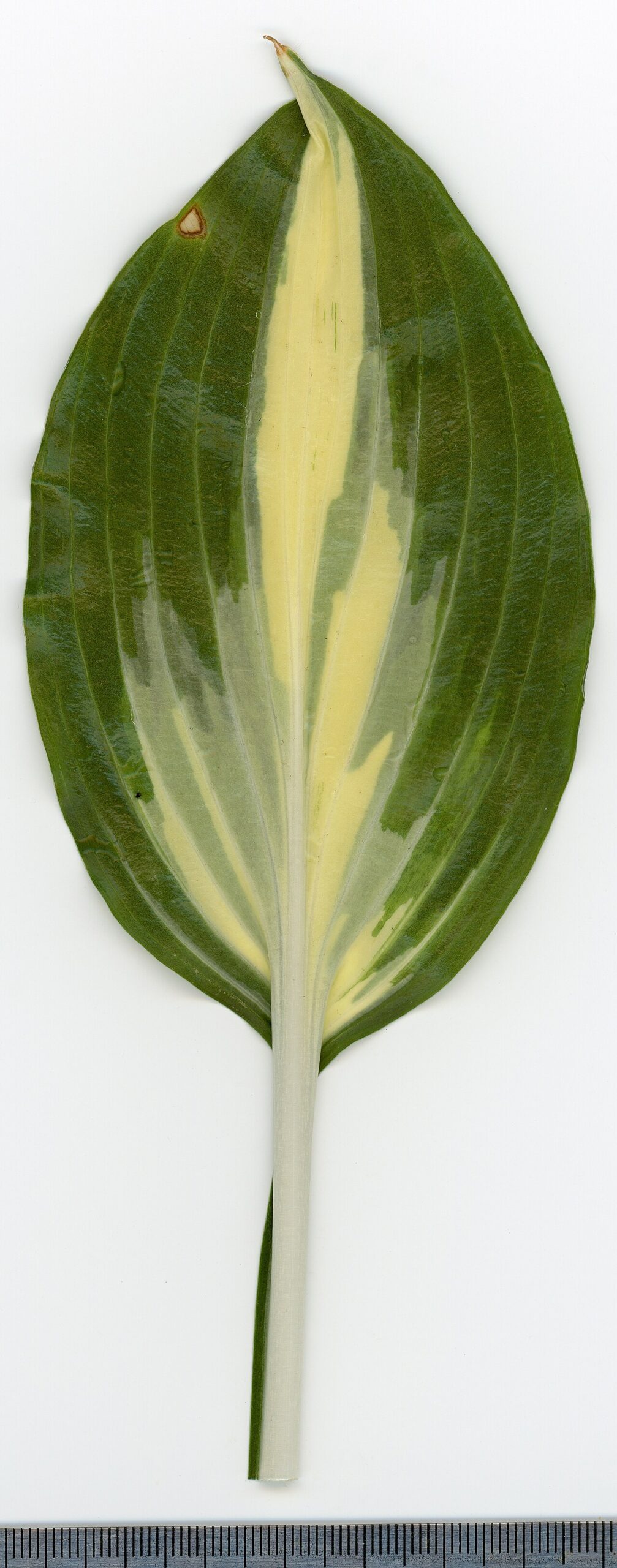 Funkie (Hosta)